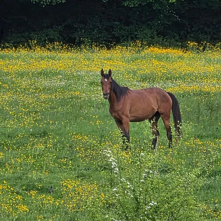 L'escale Champetre Bed & Breakfast 3*