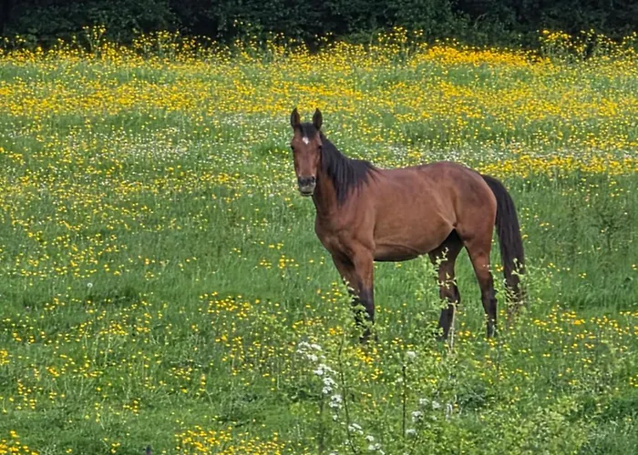 L'escale Champetre فندق مبيت وإفطار 3*